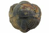 Bumpy Enrolled Morocops (Phacops) Trilobite #86428-1